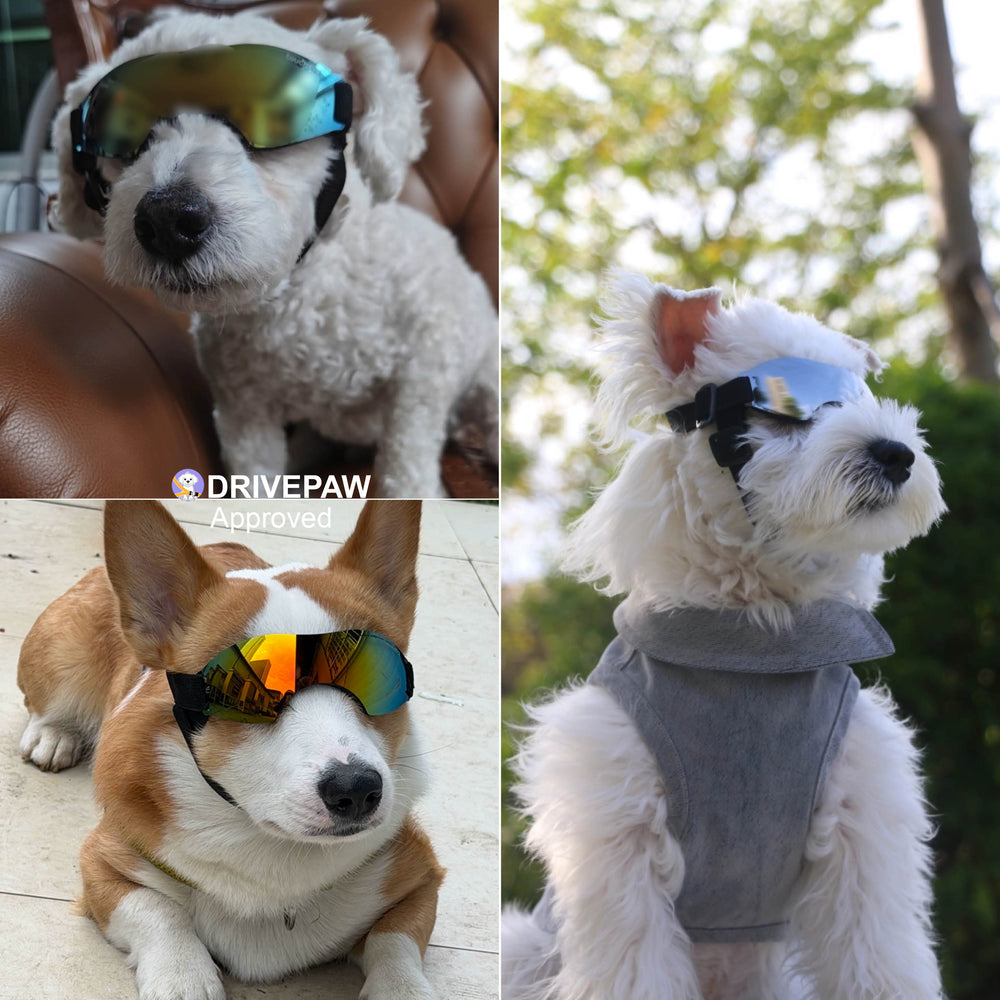 ApexShield Frameless Dog Goggles